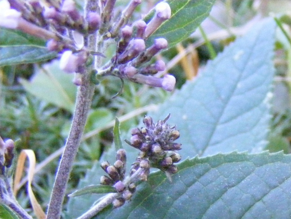 Buddleja davidii